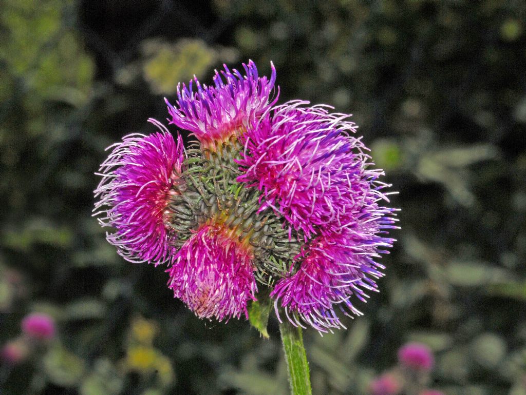 Carduus personata / Cardo personata